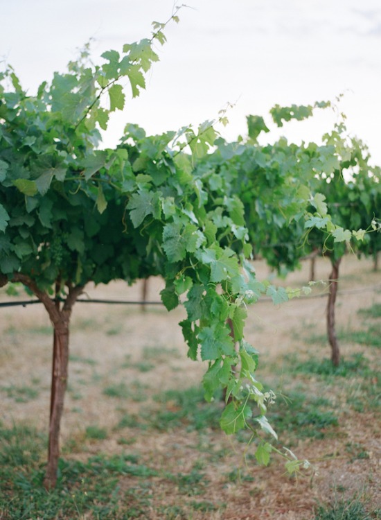 purple-luxury-farm-wedding
