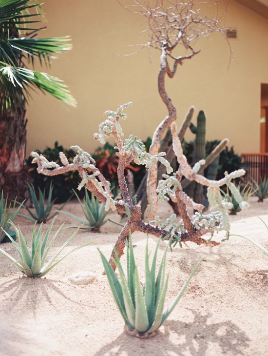 perfectly-polished-los-cabos-wedding