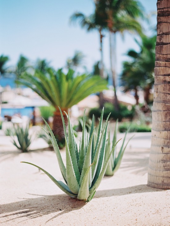 perfectly-polished-los-cabos-wedding