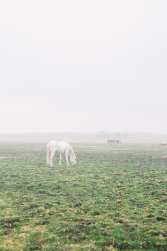 summerfield-at-tate-farms