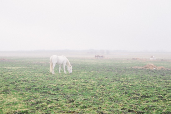 summerfield-at-tate-farms