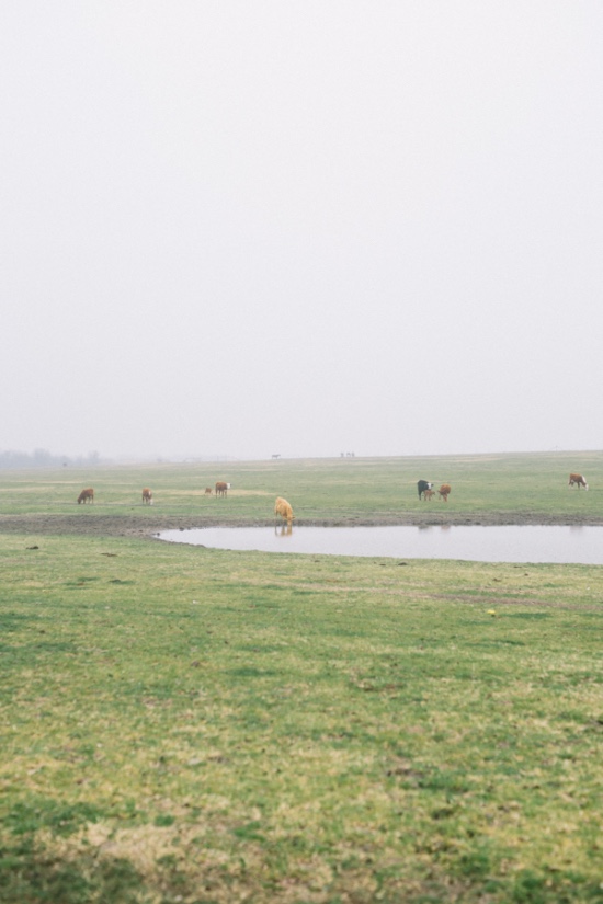 summerfield-at-tate-farms