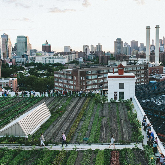 Rooftop farm with city skyline background