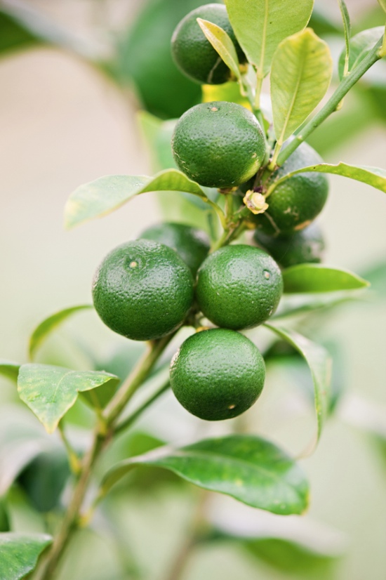 glam-citrus-farm-wedding-ideas