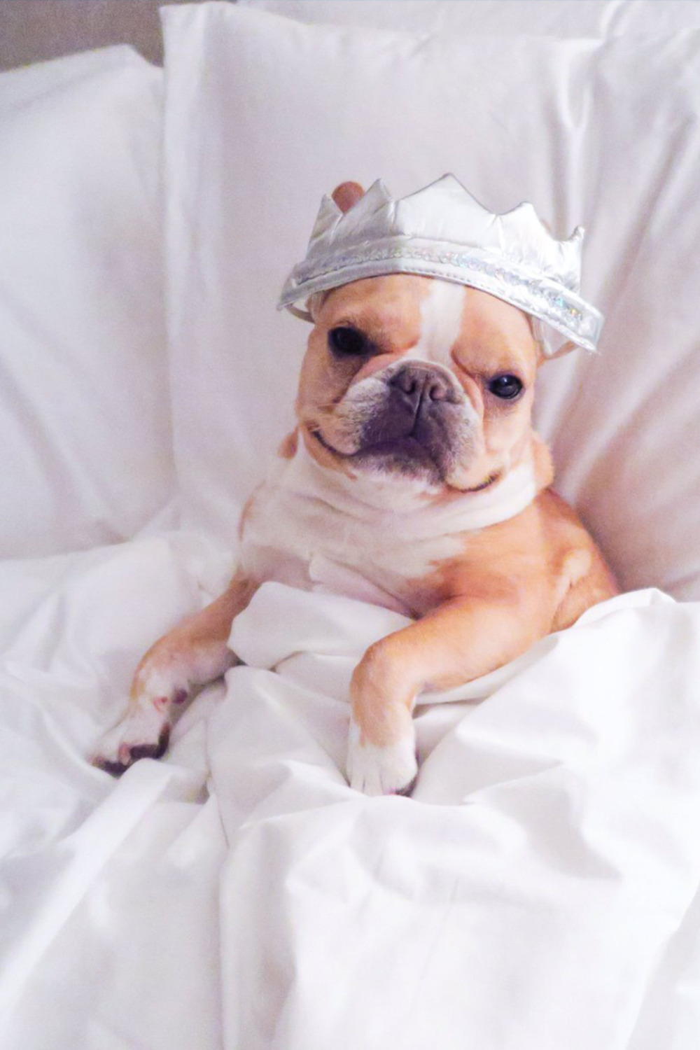 pretty cozy puppy brooklinen