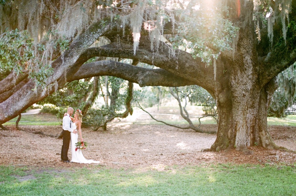 romantic old trees with Spanish moss