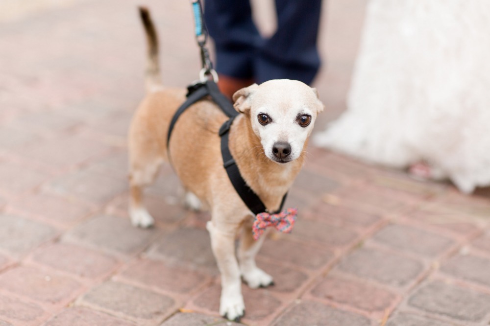 wedding-submission-from-amy-jordan