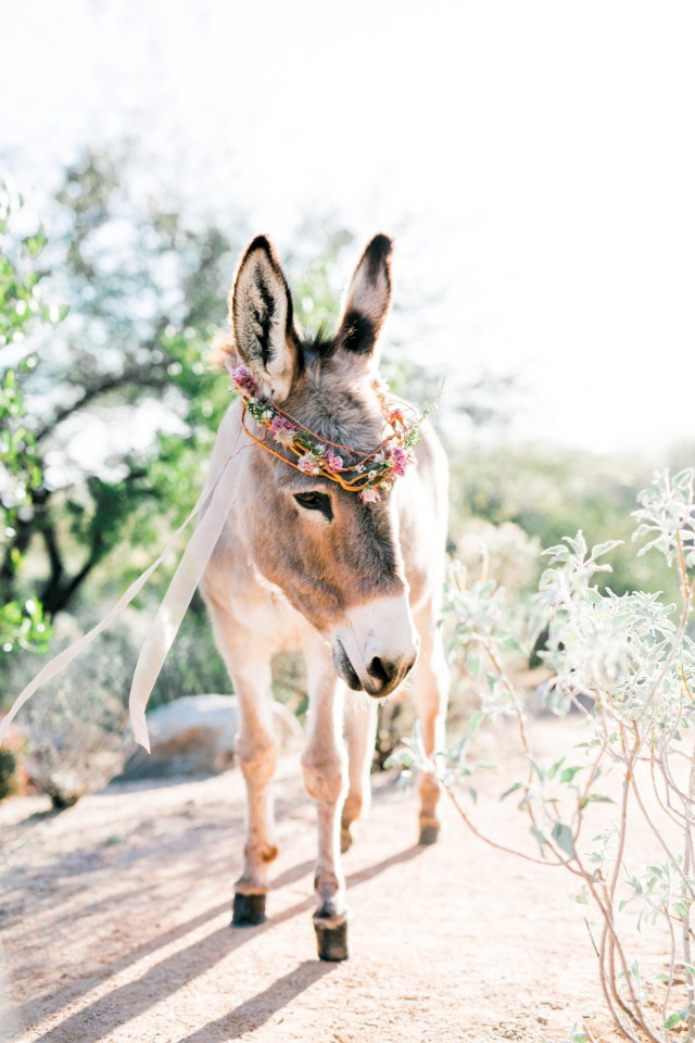 wedding burro with flower crown