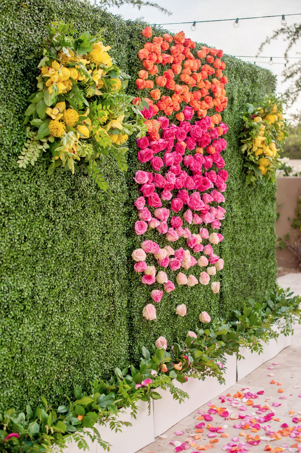 Ombre rose wall with greenery background