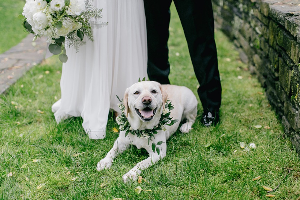 Wedding pup