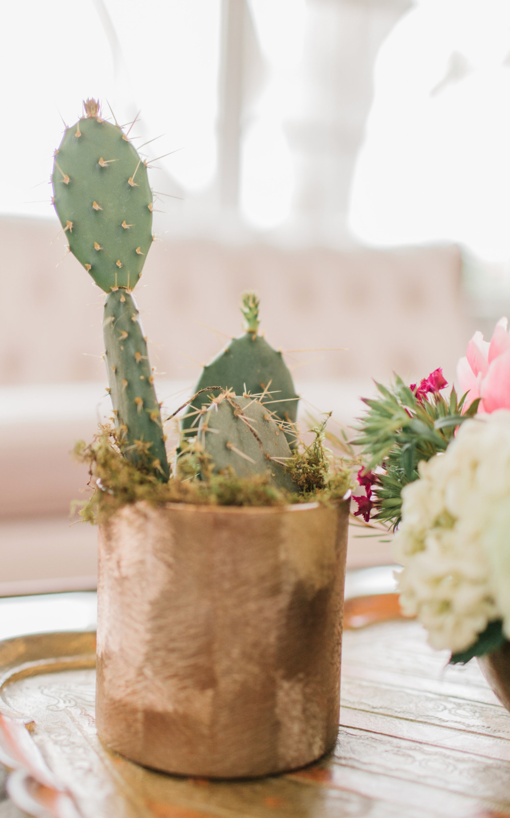 Cactus plant in a gold pot with flowers decor closeup