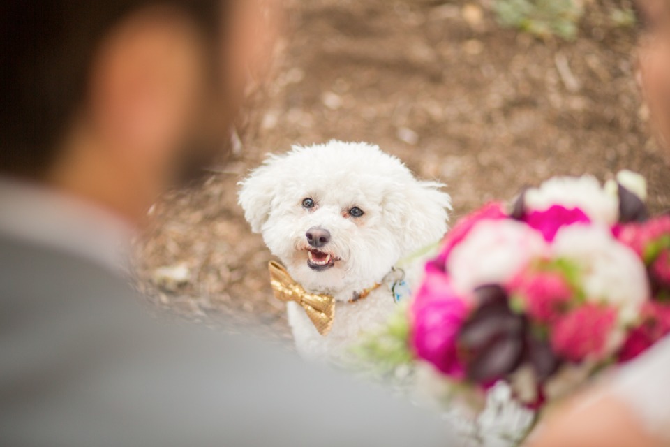 wedding dog so happy for his humans