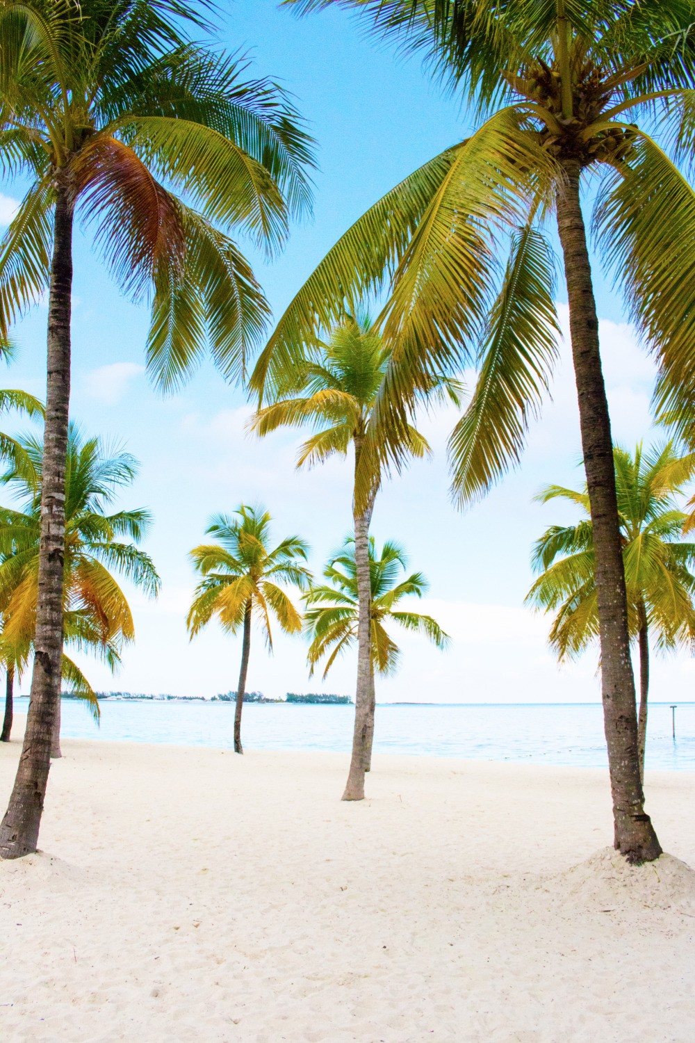 Palm trees on a white sand beach paradise