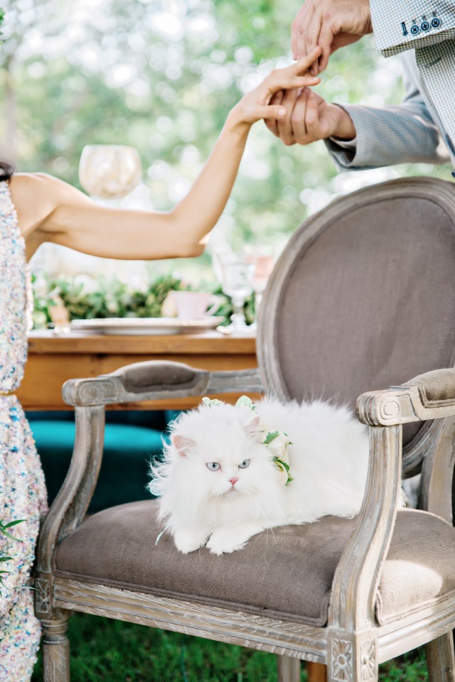 soft white wedding cat