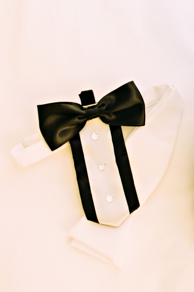 wedding dog cute collar tuxedo