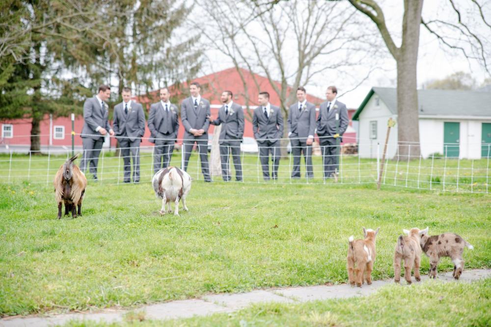 grey groomsmen attire with goats