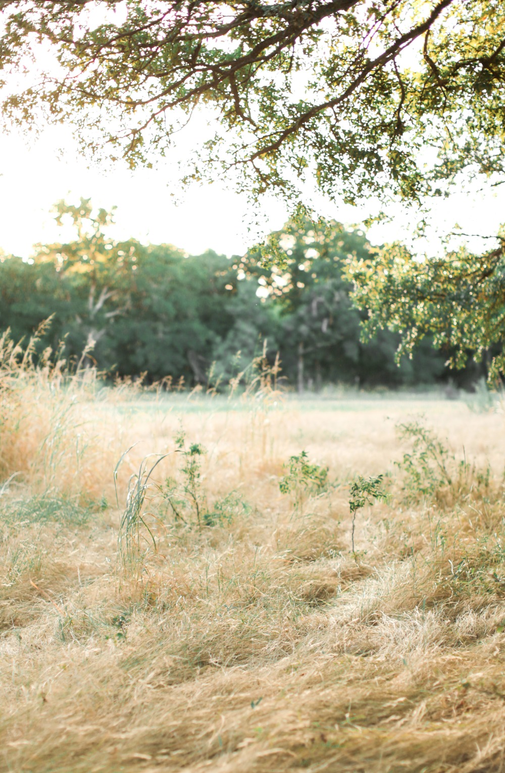 wedding-submission-from-shara-jo