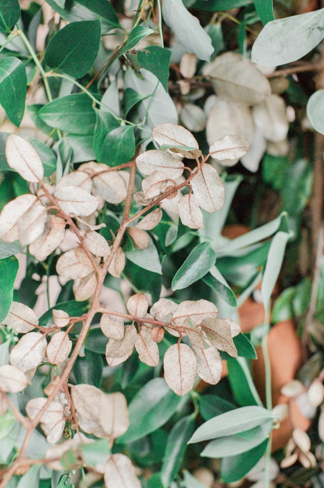 Close-up shot of vibrant green and brown leaves in natural sunlight