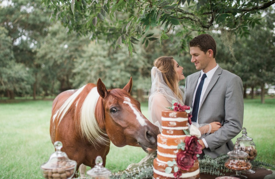 wedding horse sneaking a slice of cake