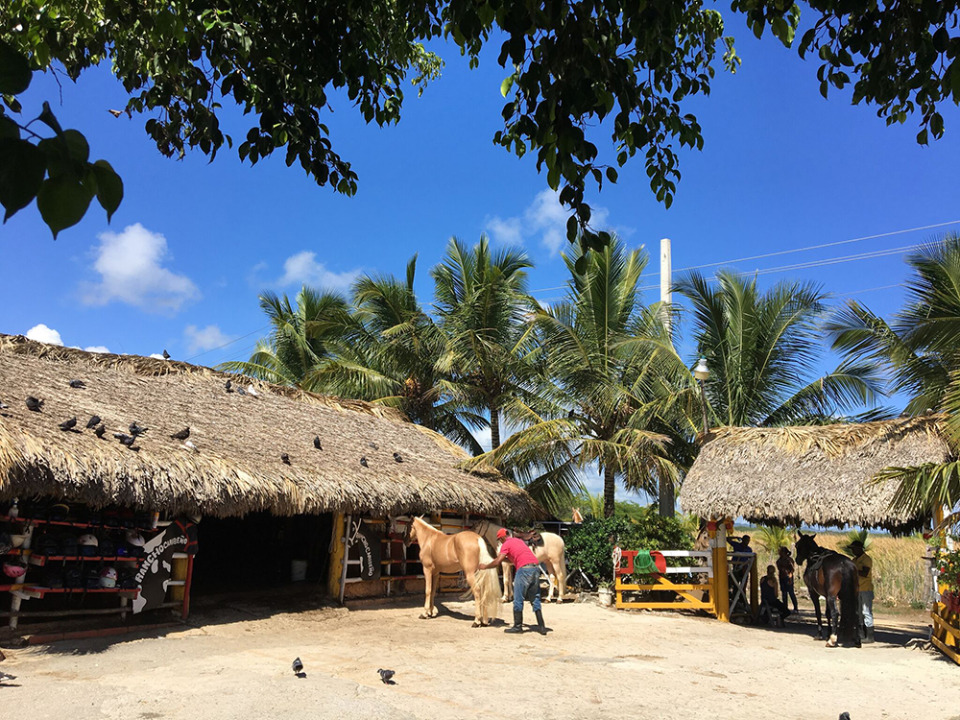 Tropical horse stable with palm trees and thatched roofs