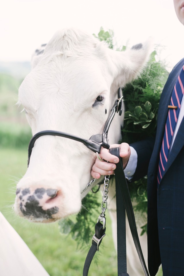 holy cow would you invite this cute cow to your wedding