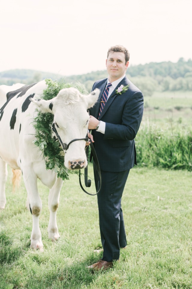 wedding cow