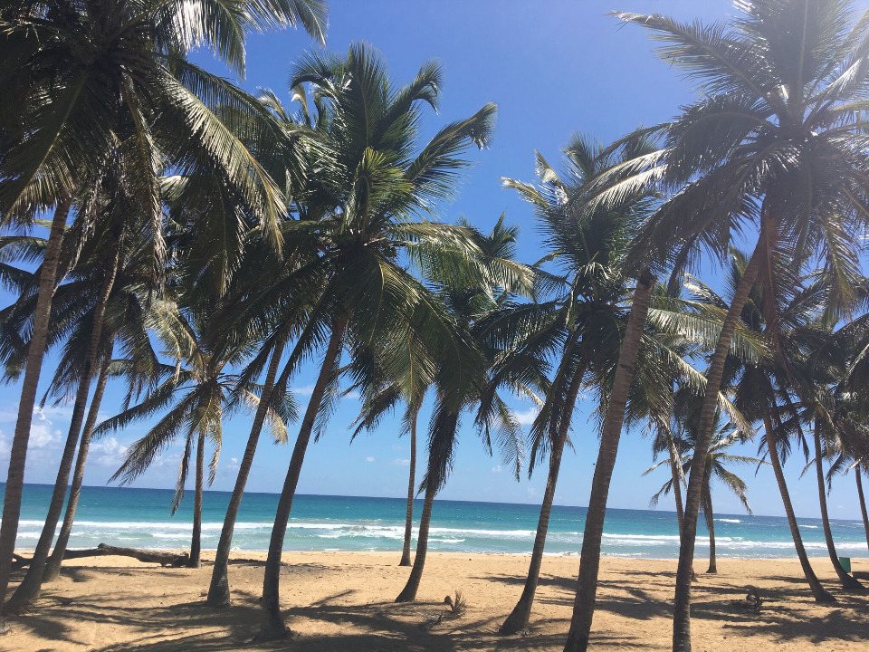 Tropical beach scene with palm trees and ocean view
