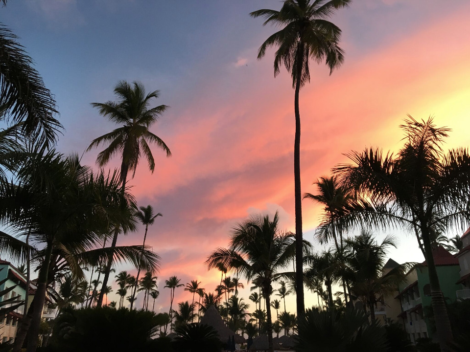 Palm trees silhouetted against a vibrant sunset