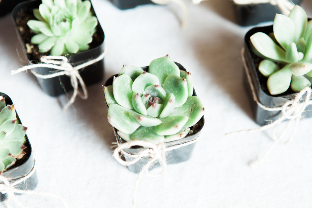 wedding-submission-from-tamara-jaros