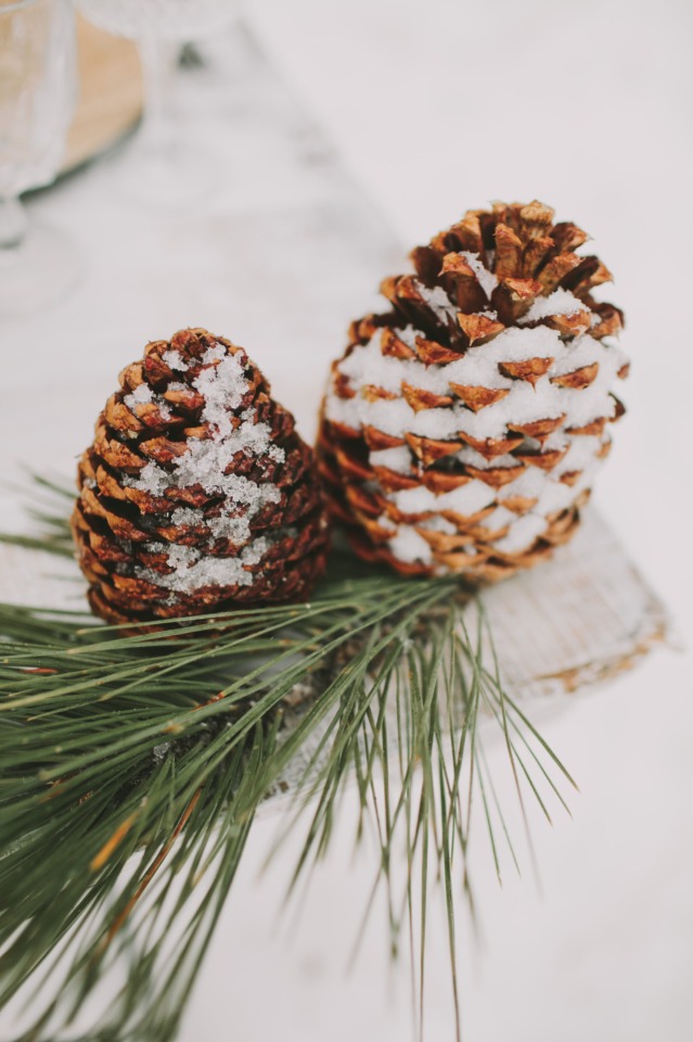 snow covered pine cones