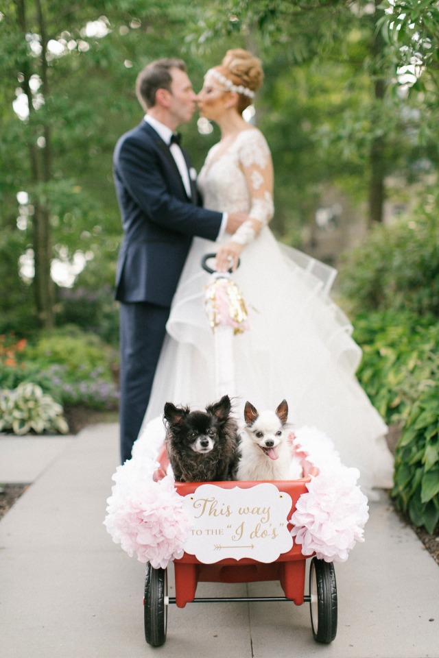 Wedding pups in wagon