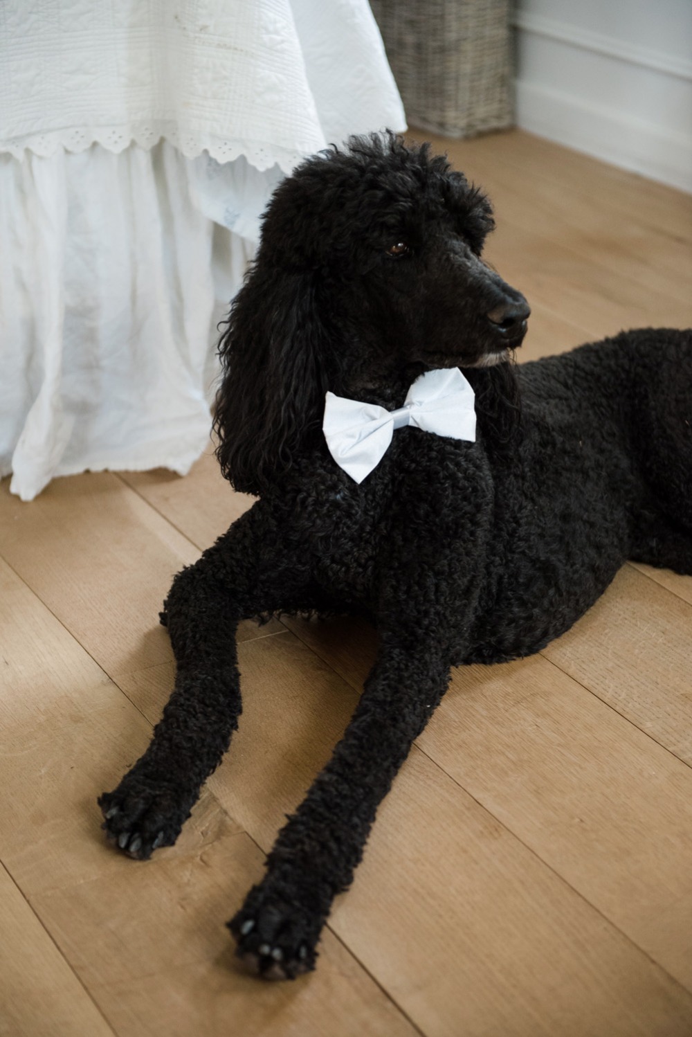 wedding-submission-from-cameron-amp