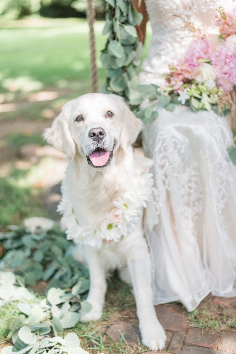 Cute wedding pup