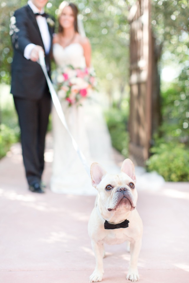 Cute wedding dog with bowtie