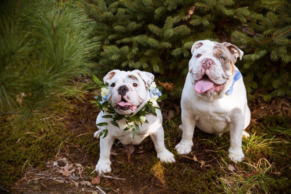 cute wedding bulldogs