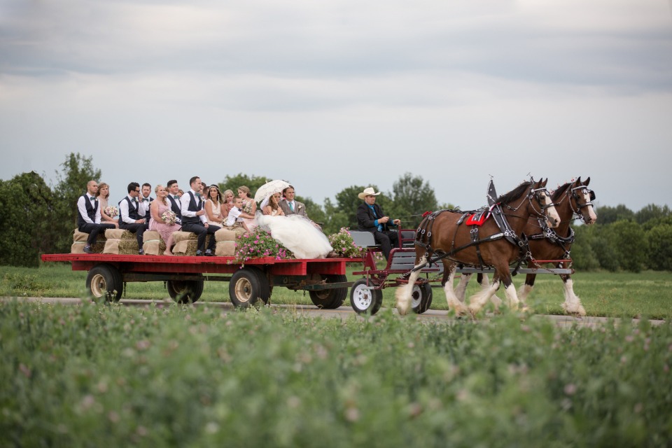 wedding party arriving to the reception via Clydesdale pulled wagon