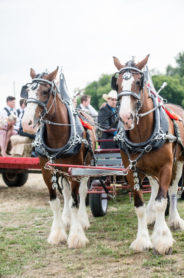 Clydesdale drawn wagon