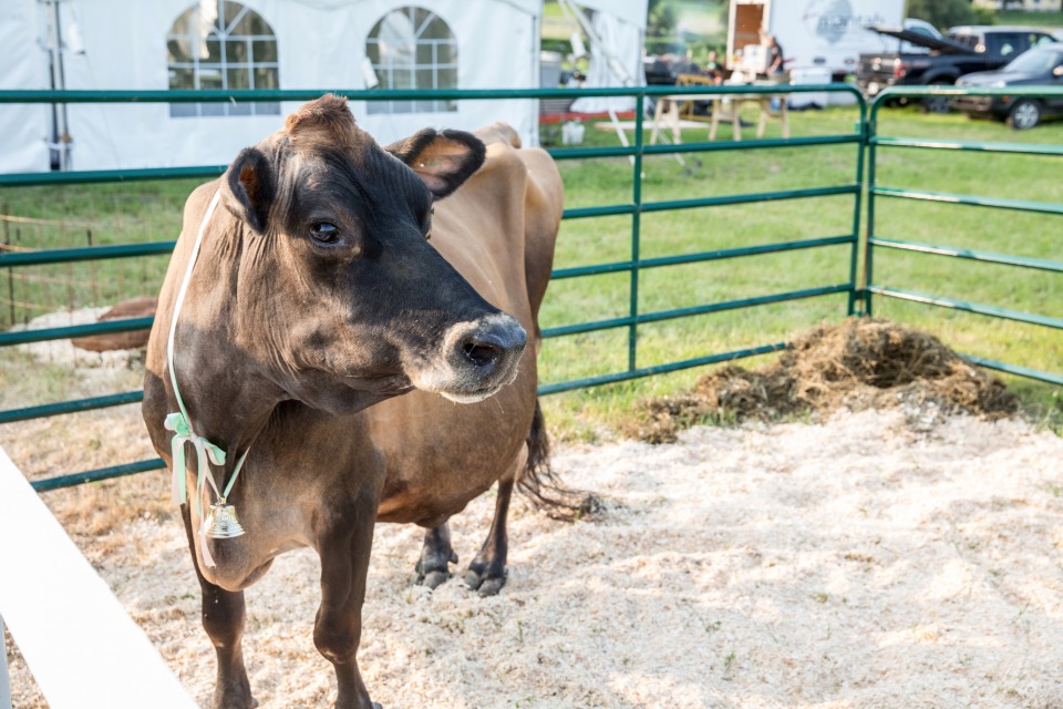 brides bottle fed cow