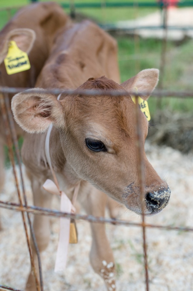wedding calf