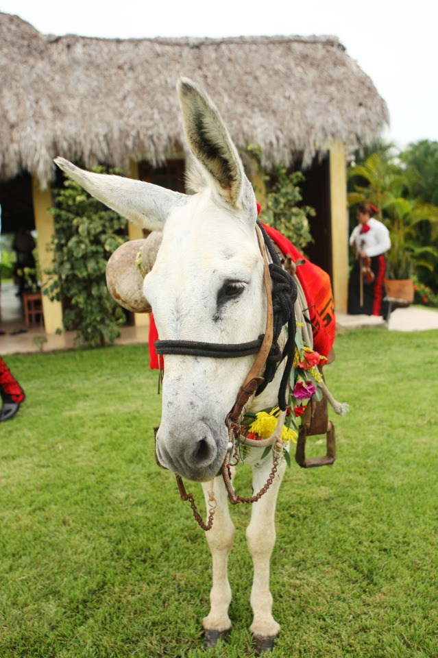 tequila donkey for your wedding
