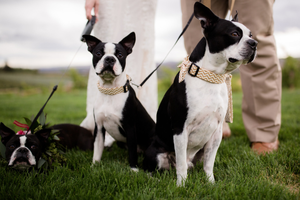 wedding pups with bow ties