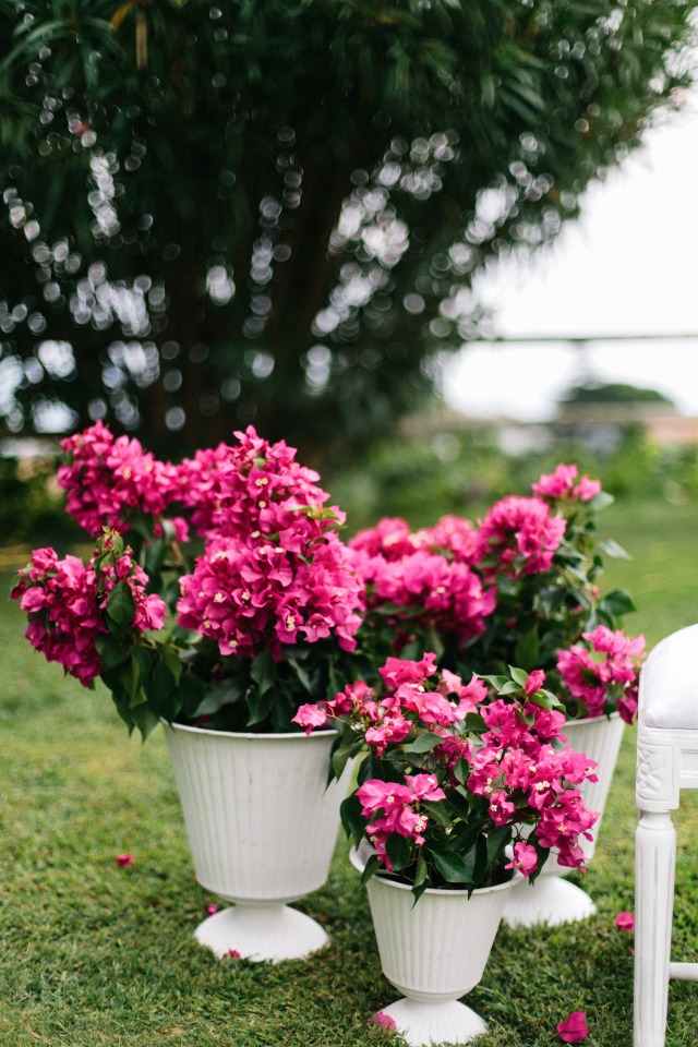 pink bougainvillea wedding flowers