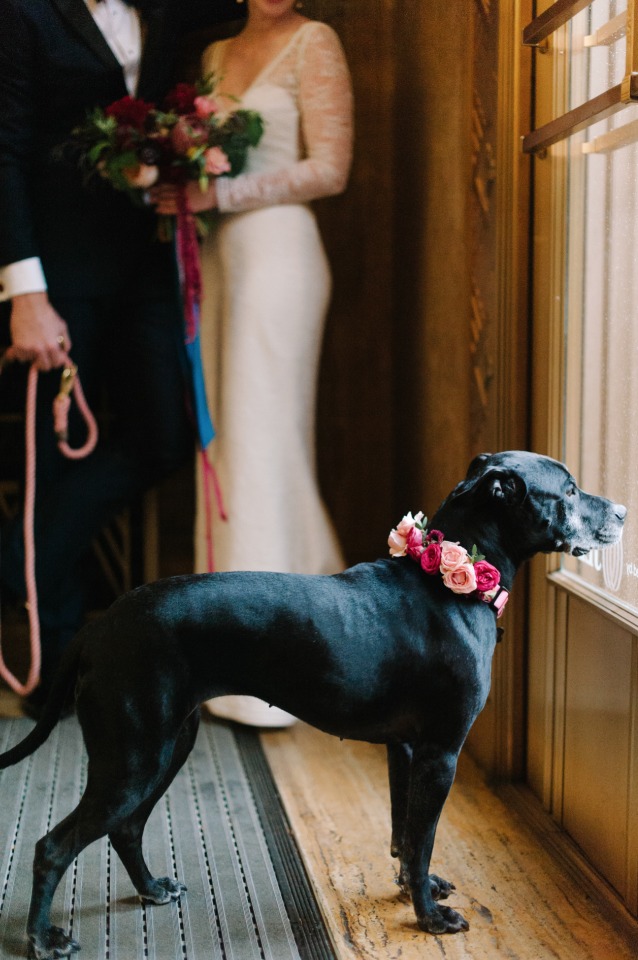 wedding dog