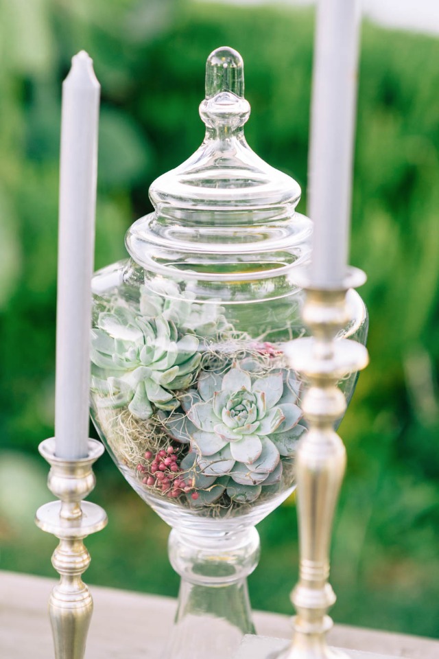 Succulents in apothecary jars