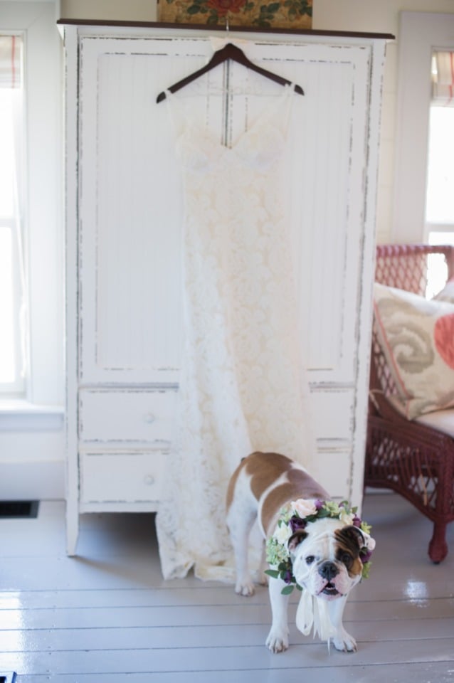 wedding dress and wedding dog
