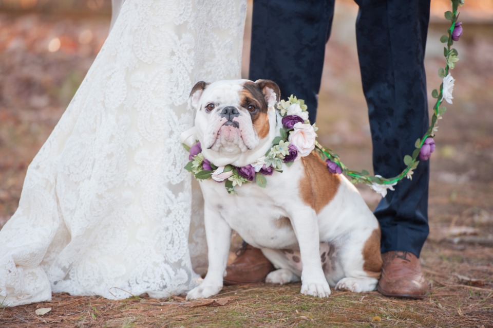 cute flower collar for your wedding dog
