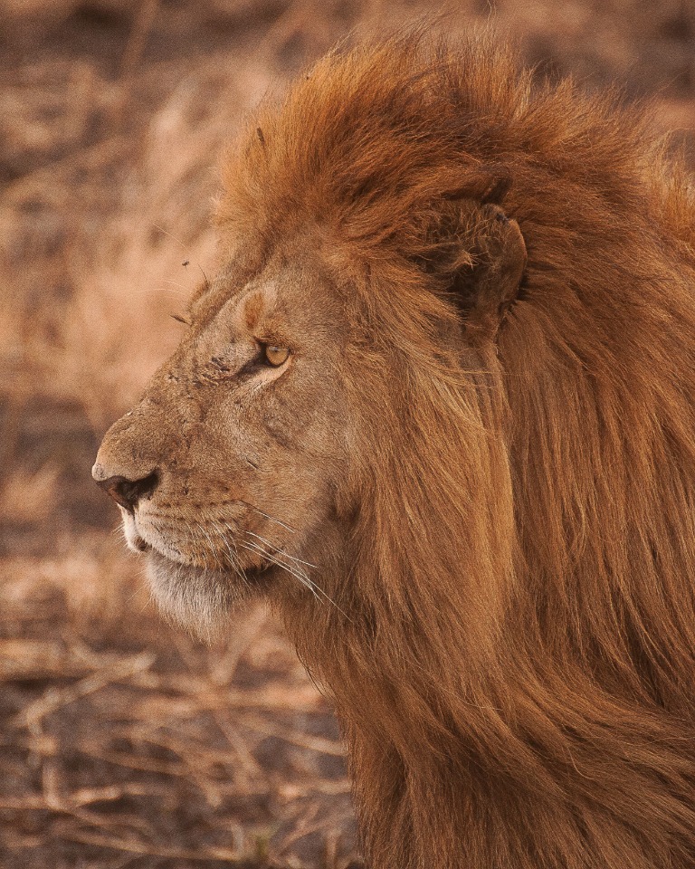 lion on safari with DK Grand Safari