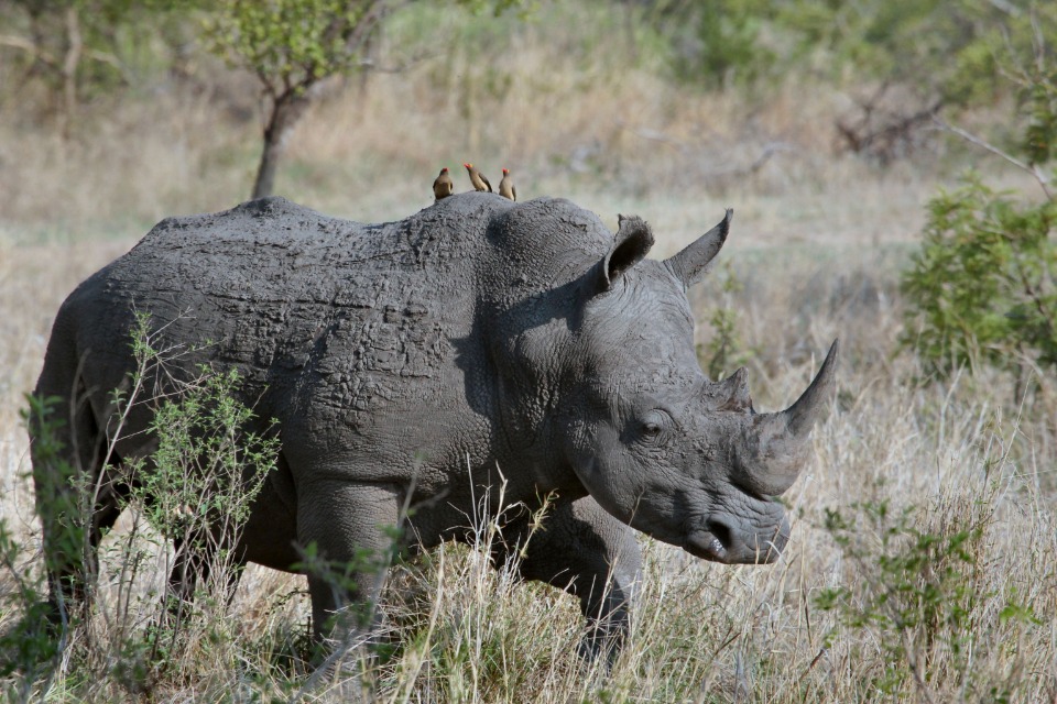 rhino on a DK Grand Safari