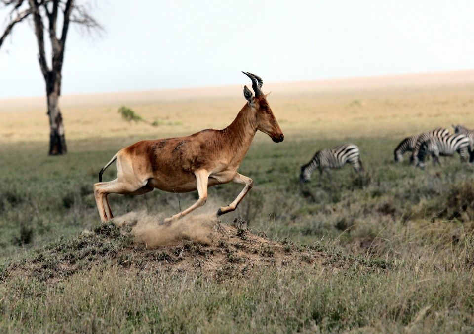African wildlife on a DK Grand Safari