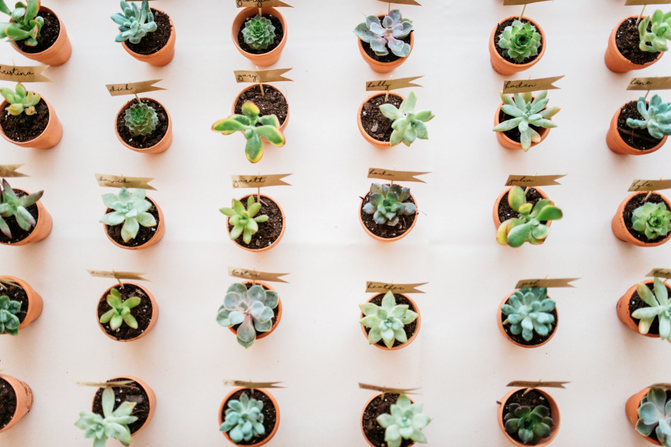 succulent escort cards and favors